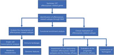 Identification of efferocytosis-related subtypes in gliomas and elucidating their characteristics and clinical significance